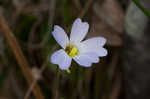 Southern butterwort